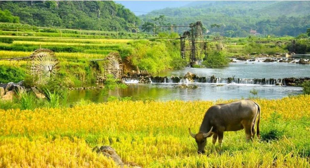 Du lịch Mai Châu – Pù Luông – Mùa lúa chín 2 ngày