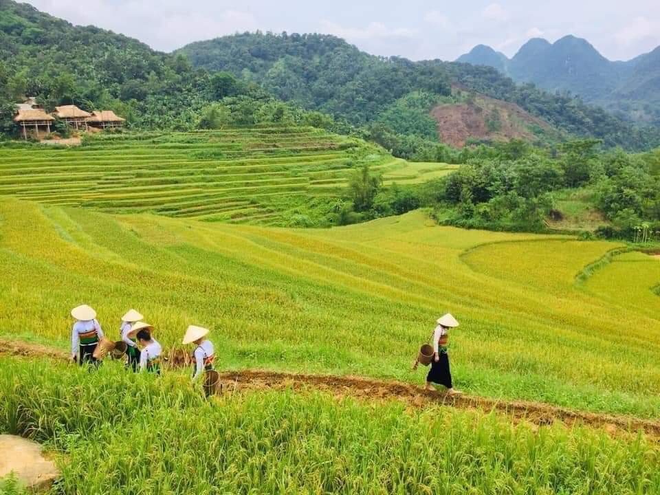 Du lịch Mai Châu – Pù Luông – Mùa lúa chín 2 ngày