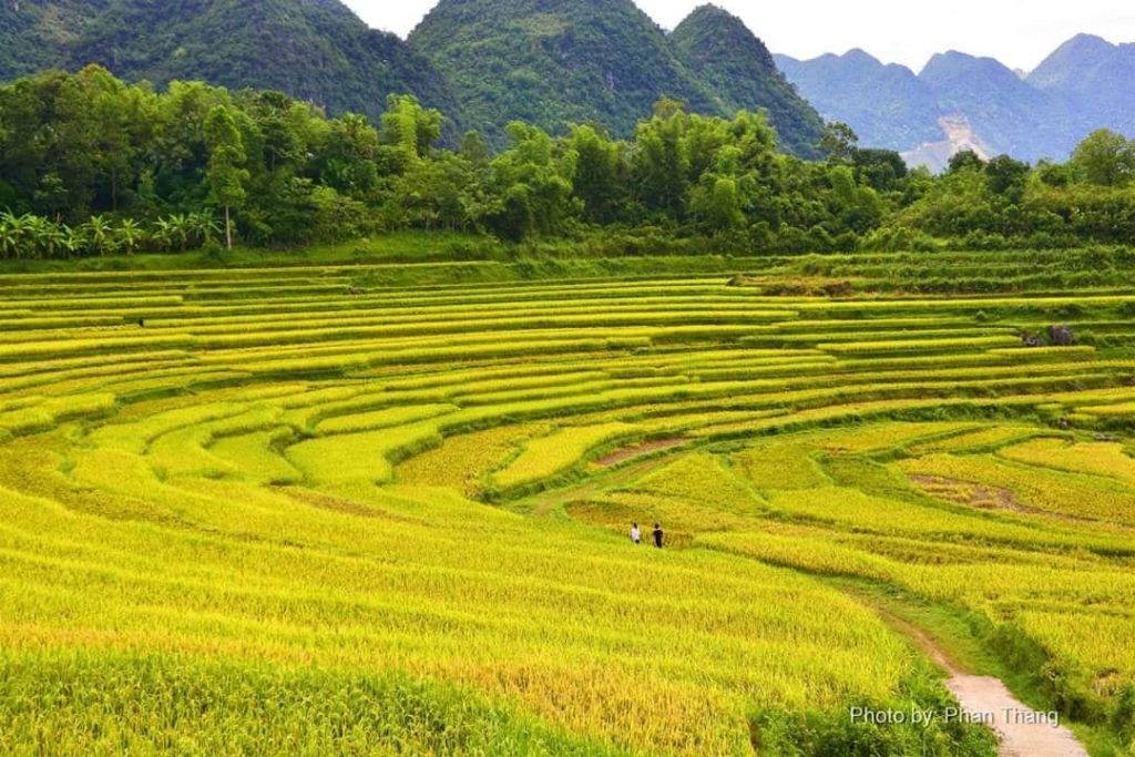 Du lịch Mai Châu – Pù Luông – Mùa lúa chín 2 ngày