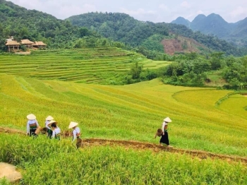 Du lịch Mai Châu – Pù Luông – Mùa lúa chín 2 ngày
