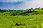 Du lịch Mai Châu – Pù Luông – Mùa lúa chín 2 ngày