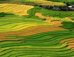 Du lịch Mai Châu – Pù Luông – Mùa lúa chín 2 ngày