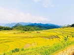 Du lịch Mai Châu – Pù Luông – Mùa lúa chín 2 ngày